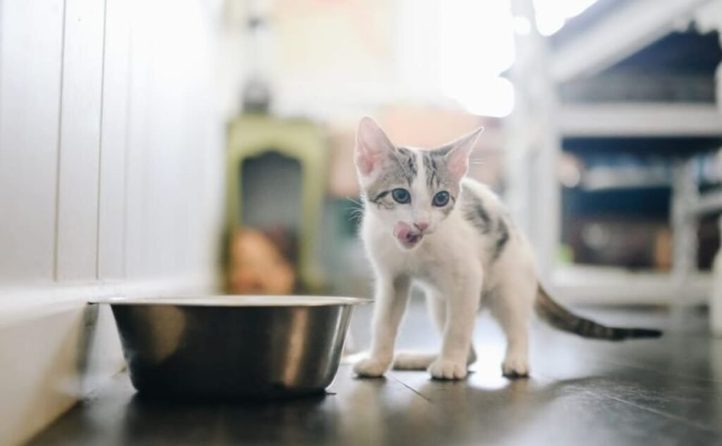 cat nutrient