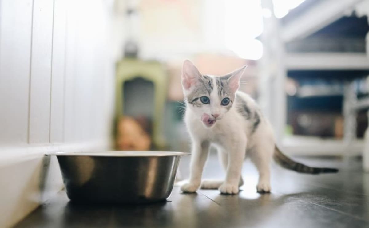 cat nutrient