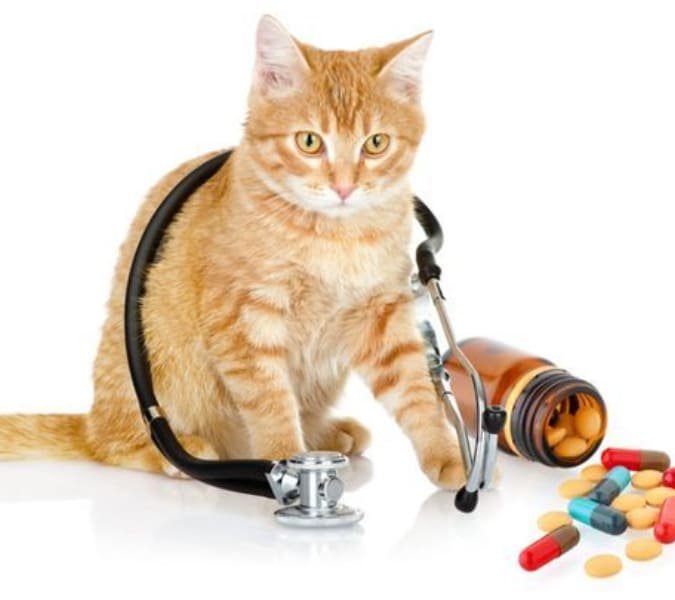 cat medicines