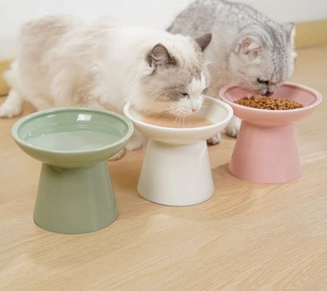 cat toys