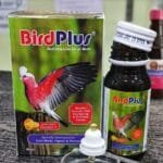 Bird Plus