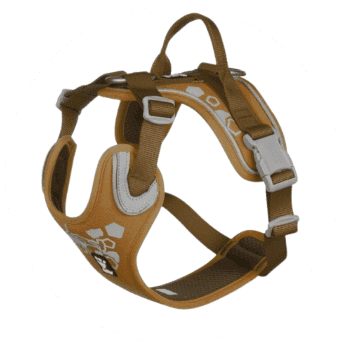 Dog Accessories