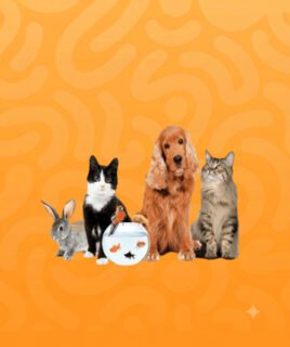 uncategorised