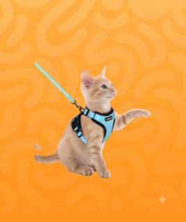 cat collar