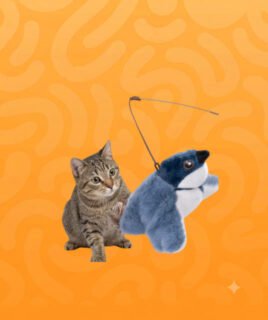 cat toys