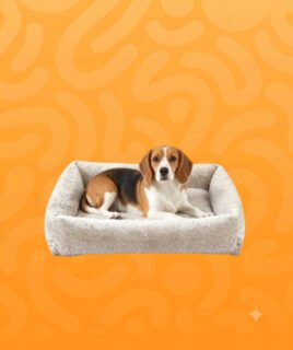 dog bed