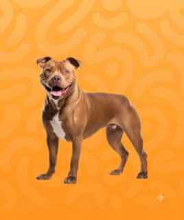 dog category