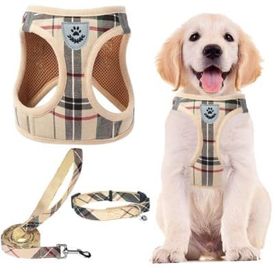 Collars & Harnesses
