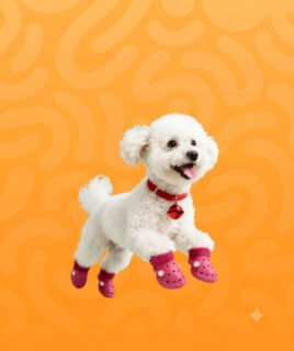 dog footwear
