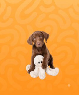 dog toys
