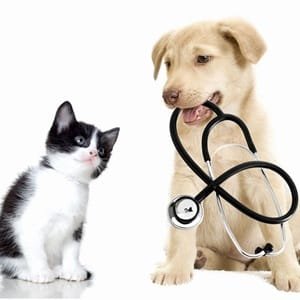 pet clinic