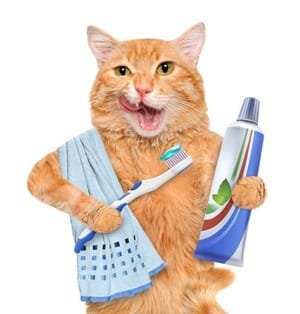 pet grooming