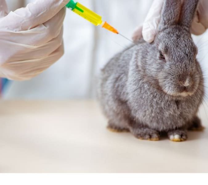rabbit medicine