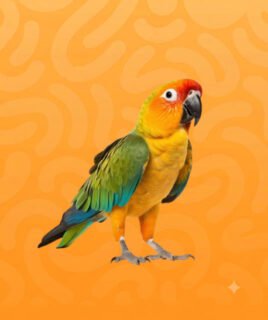 bird category