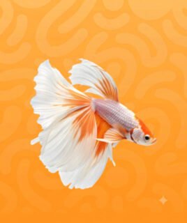 fish category