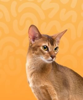 pet cat